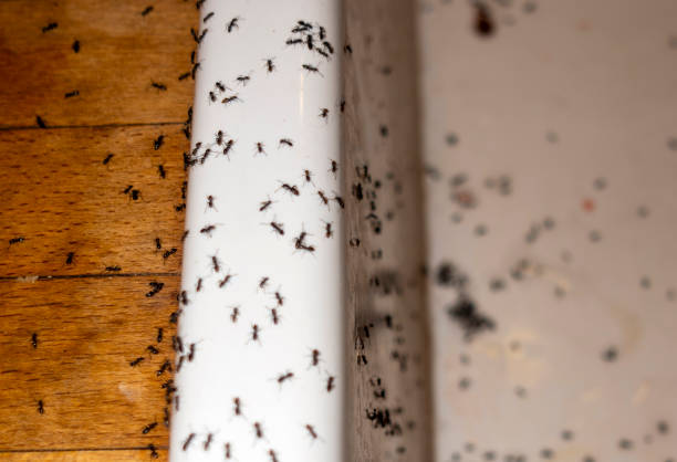 Wasp Removal Services in Prineville Lake Acres, OR